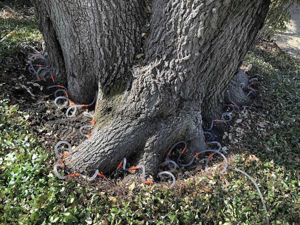 Detailed Tree Cabling and Bracing job site in Mount Victoria